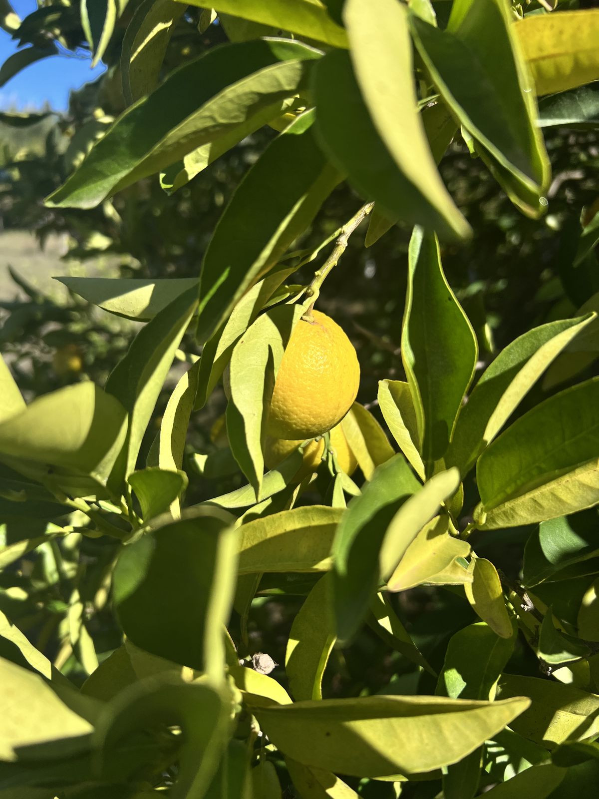 Photo 19 Finca – Cortijo New Golden Mile, Costa del Sol, Málaga – R4453384