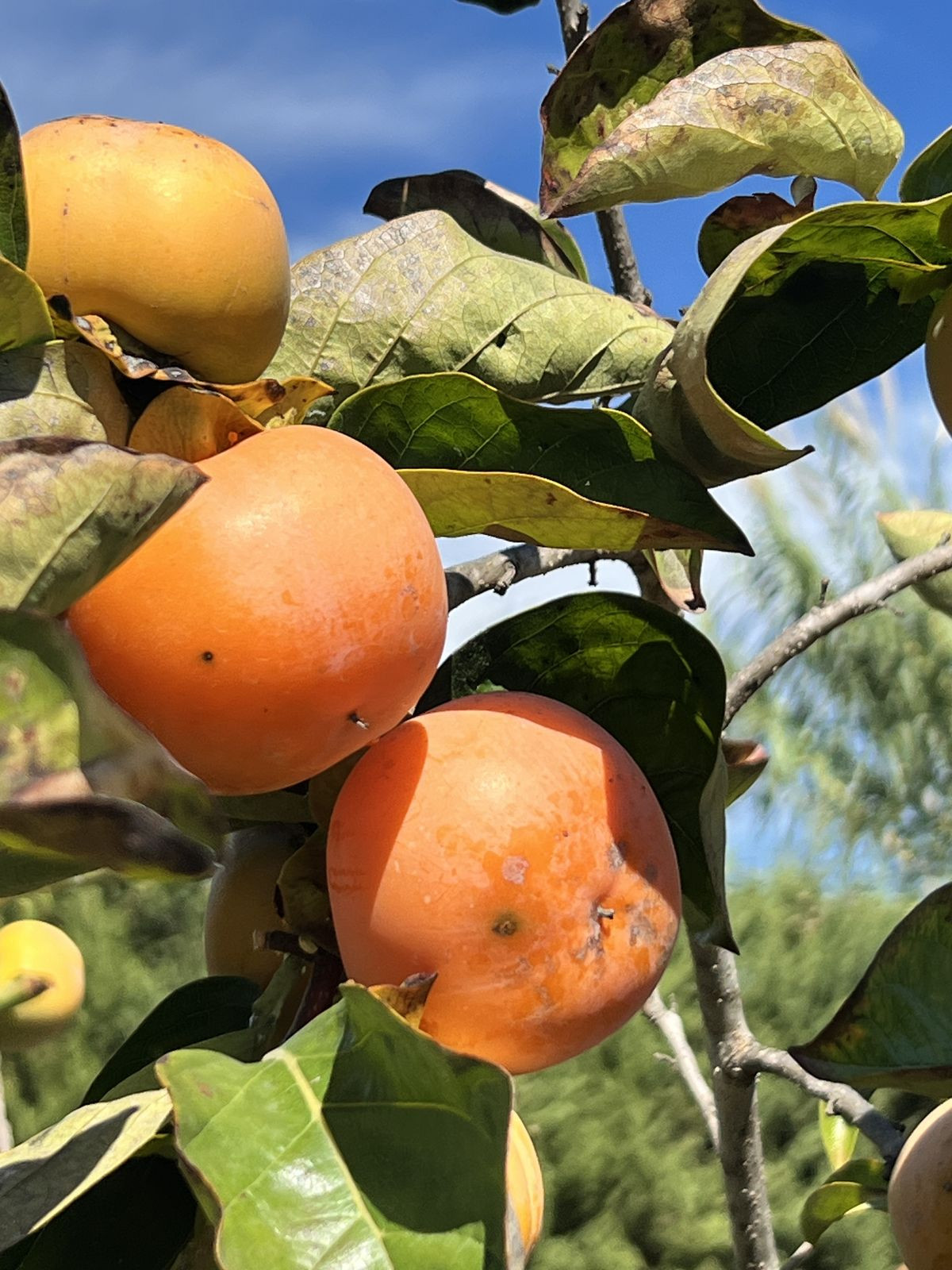 Photo 22 Finca – Cortijo New Golden Mile, Costa del Sol, Málaga – R4453384