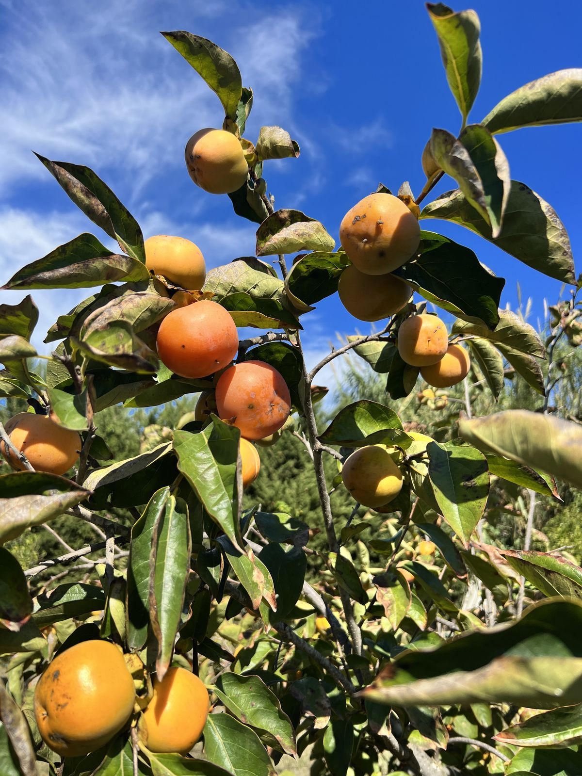 Photo 23 Finca – Cortijo New Golden Mile, Costa del Sol, Málaga – R4453384